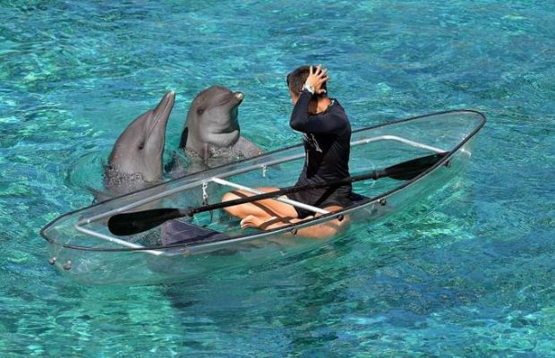 Ảnh du lịch Singapore - đảo cá heo