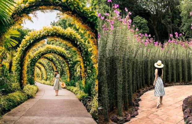 Ảnh du lịch Singapore - vườn bách thảo