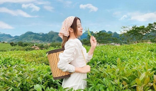 Tour Tết 2023 bằng xe - mộc châu