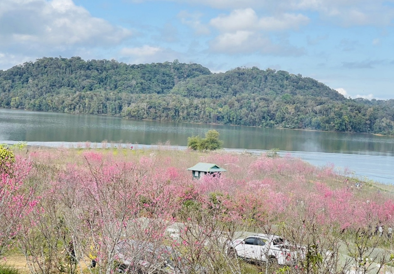 anh đào nở rộ tại Điện Biên