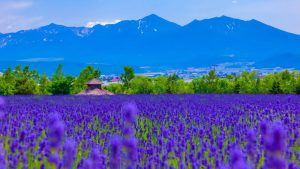 Vé máy bay đi Hokkaido giá rẻ 2026 – Đáp sân bay nào?