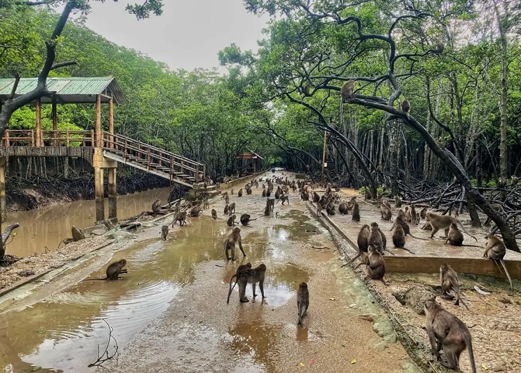 Đảo khỉ Cần Giờ