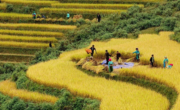 Combo đi Sapa 3 ng&agrave;y 2 đ&ecirc;m gi&aacute; rẻ - M&ugrave;a Thu