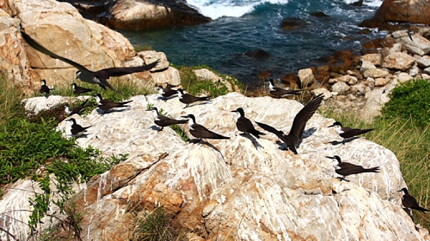 Đảo Quảng Bình - Đảo Chim