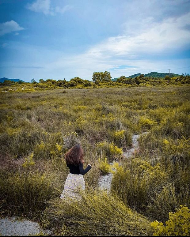 Đồng cỏ cháy Minh Châu là địa điểm check-in cực hot Đồng cỏ cháy Minh Châu tại Vân Đồn