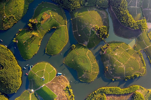 Đảo chè Thanh Chương