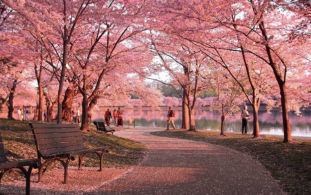 Lịch ngắm hoa anh đào 2023 - Công viên Takato