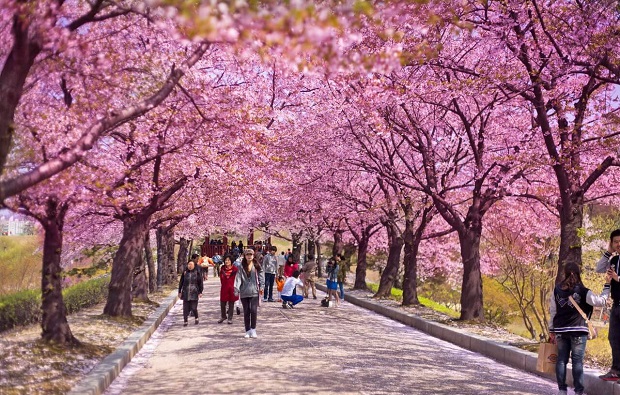 Lịch ngắm hoa anh đào 2023 - hoa anh đào Hàn Quốc