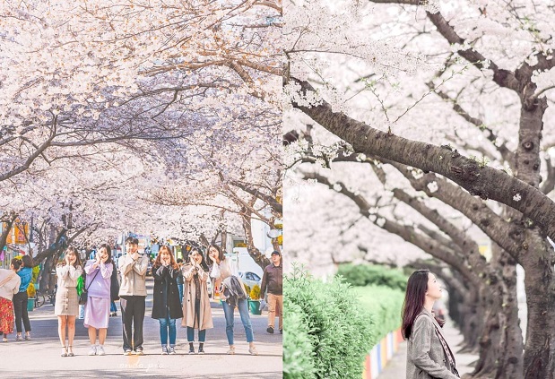 Lịch ngắm hoa anh đào 2023 - hoa anh đào Busan