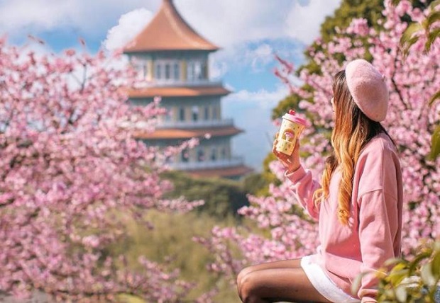 Lịch ngắm hoa anh đào 2023 - hoa anh đào Đài Loan