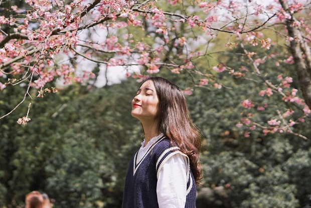 Lịch ngắm hoa anh đào 2023 - Công viên quốc gia Dương Minh Sơn