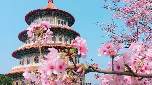 Lịch ngắm hoa anh đào 2023 - Chùa Wuji Tian yuan