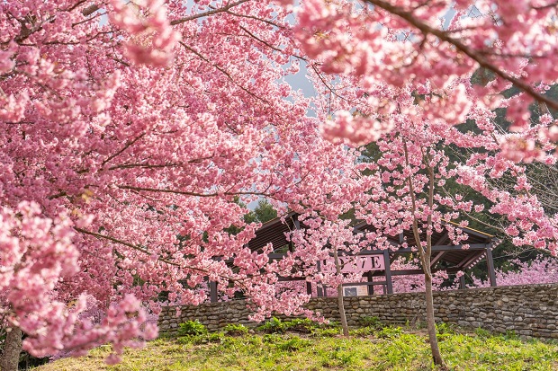 Lịch ngắm hoa anh đào 2023 -