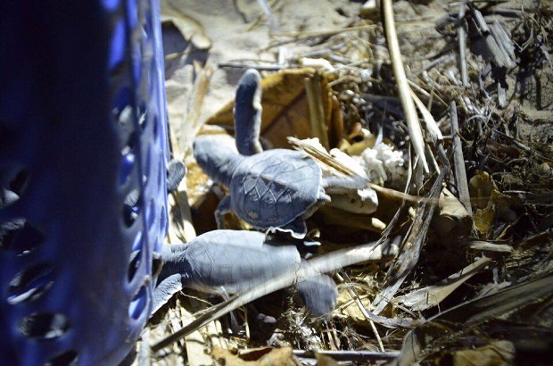 Tour Côn Đảo từ Sài Gòn - rùa biển