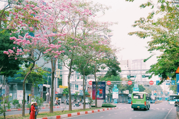 hoa kèn hồng Sài Gòn