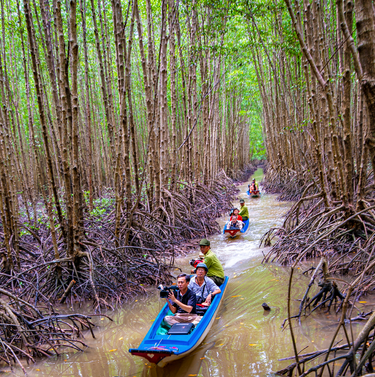 rừng đước năm căn cà mau