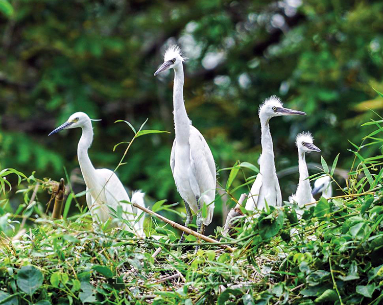 vườn chim ở Cà Mau
