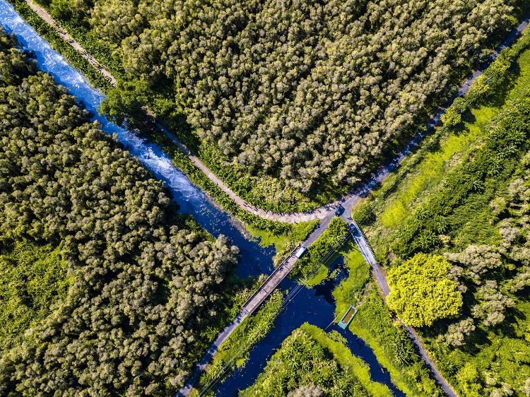 Rừng ngập mặn Cà Mau