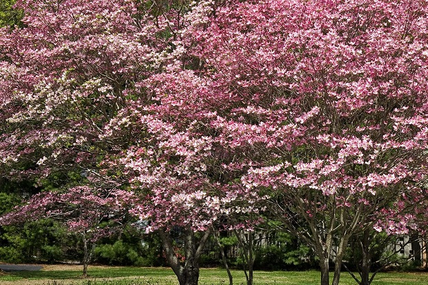 Du lịch Mỹ mùa hoa anh đào - Vườn thực vật Missouri