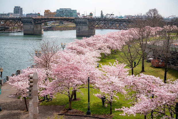 Du lịch Mỹ mùa hoa anh đào - Portland