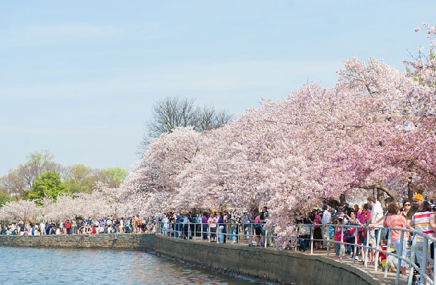 Du lịch Mỹ mùa hoa anh đào - Thời điểm du lịch