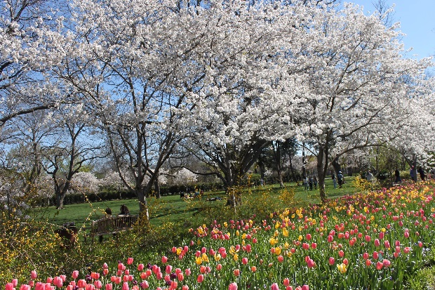 Du lịch Mỹ mùa hoa anh đào - Vườn ươm Dallas