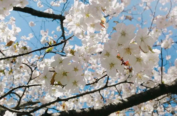 Tour du lịch Hokkaido - hoa anh đào