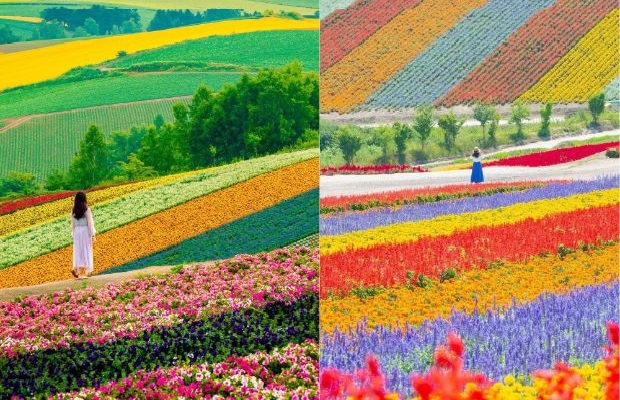 Tour du lịch Hokkaido - mùa hè tại Hokkaido