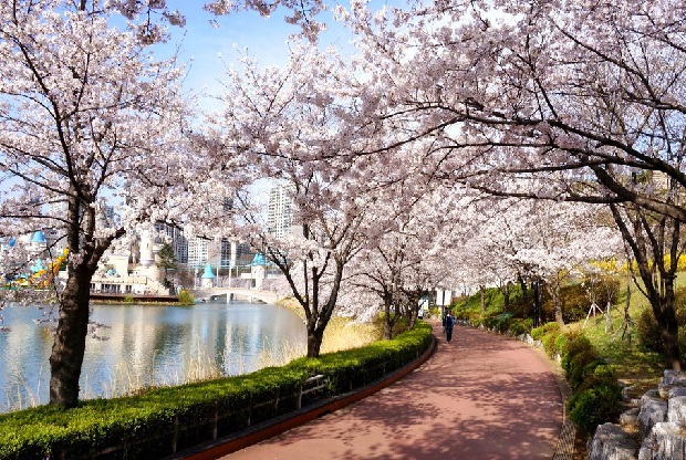 Tour Hàn - Mùa xuân