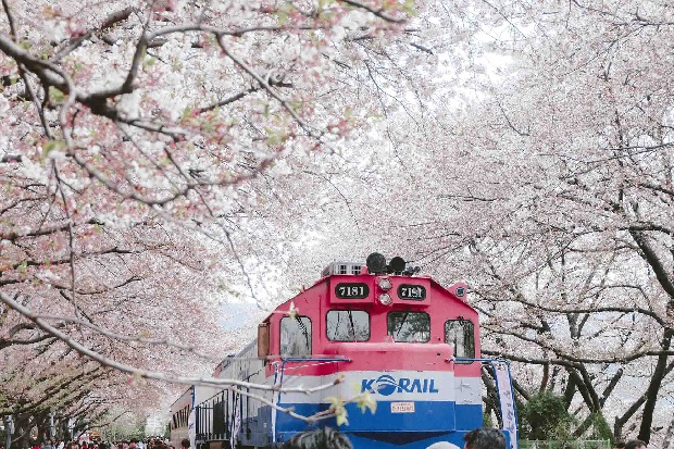 Tour Hàn - Jinhae