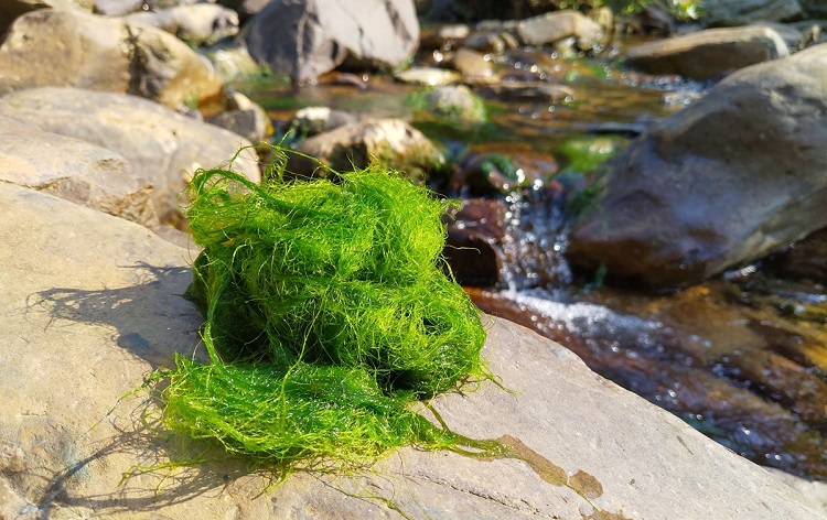 Rêu đá Điện Biên