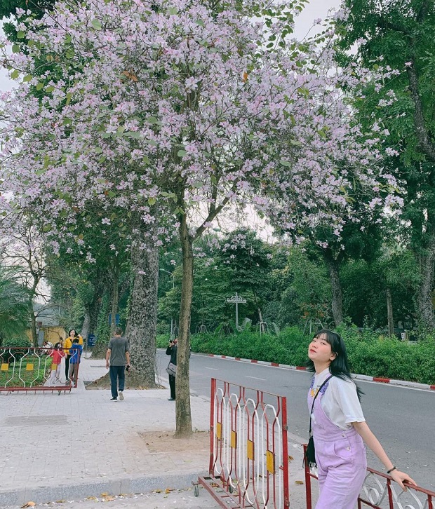 mùa hoa ban Hà Nội