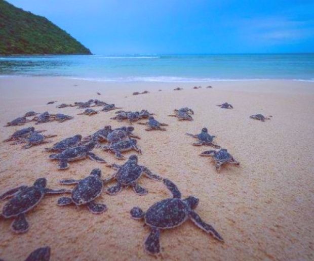 Xem rùa đẻ trứng