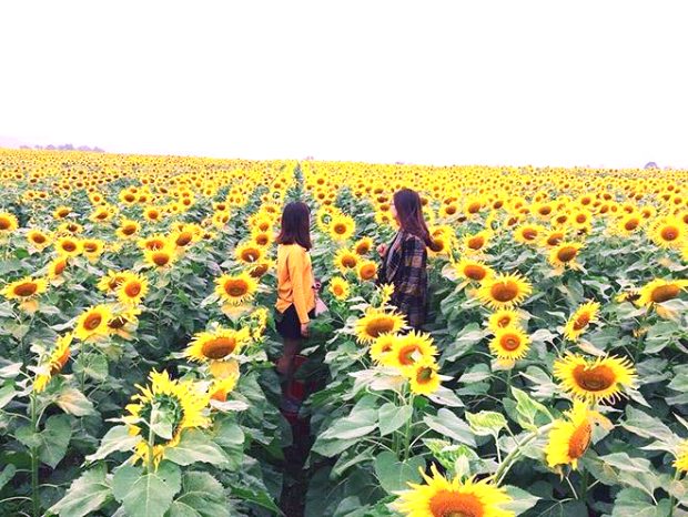 Cánh đồng hoa hướng dương Vinh, Nghệ An