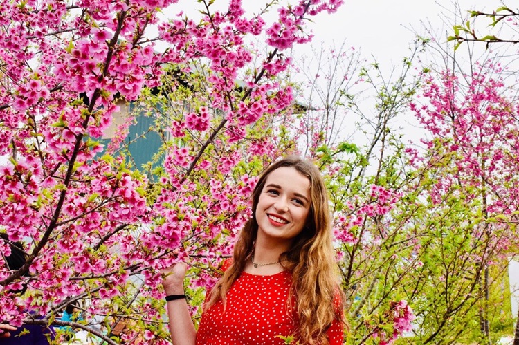 Đảo hoa anh đào Điện Biên