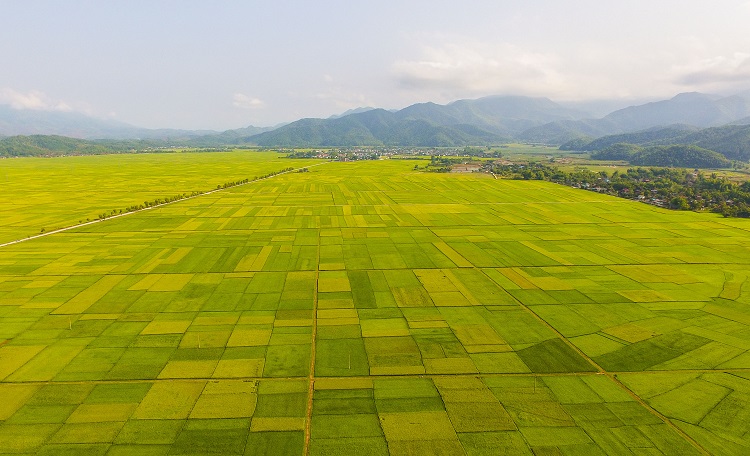 Cánh đồng Mường Thanh