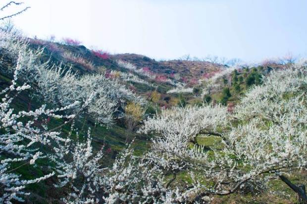 H&agrave;n Quốc c&oacute; mấy m&ugrave;a - Hoa mơ l&agrave;ng Gwangyang.