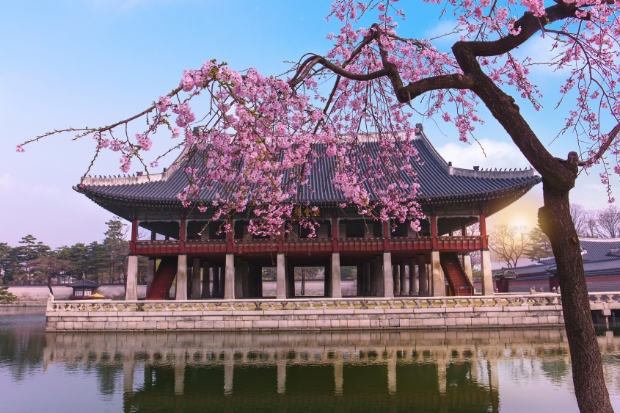 Cung điện Hàn Quốc Gyeongbokgung vào mùa xuân.