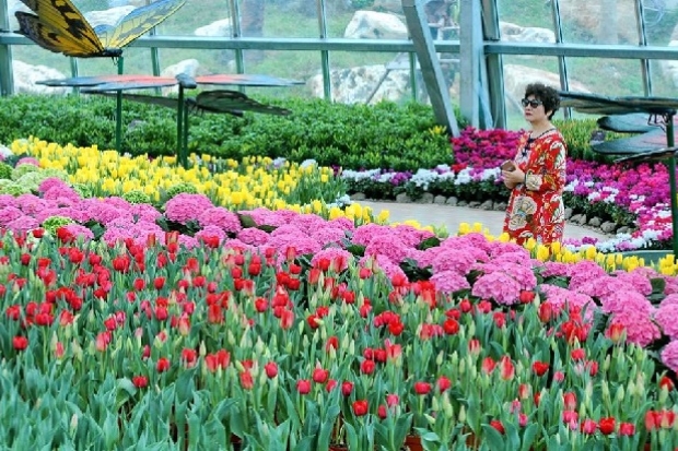 Đi Vinpearl Nha Trang - Đồi vạn hoa.