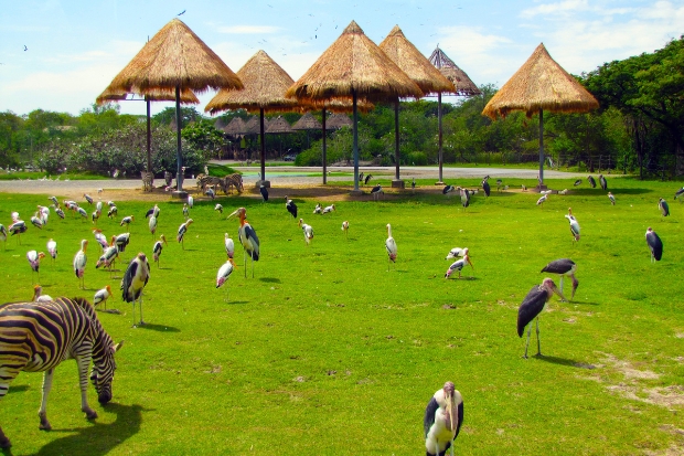 Du lịch Bangkok - Safari World Bangkok.