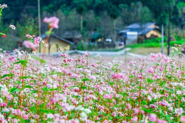 Du lịch Hà Giang mùa hạ tại cánh đồng hoa tam giác mạch trái mùa