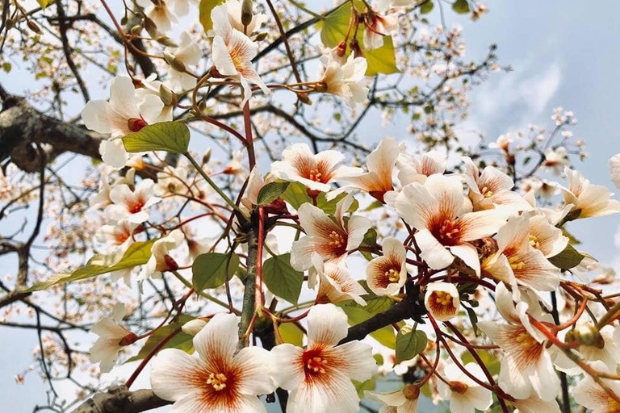 Du lịch Hà Giang mùa hạ để ngắm nhìn hoa trẩu