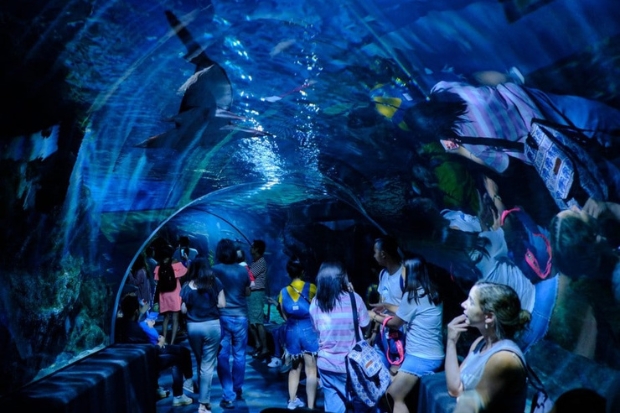 Du lịch Thái Lan tự túc bao nhiêu tiền - Sea Life Ocean Bangkok.