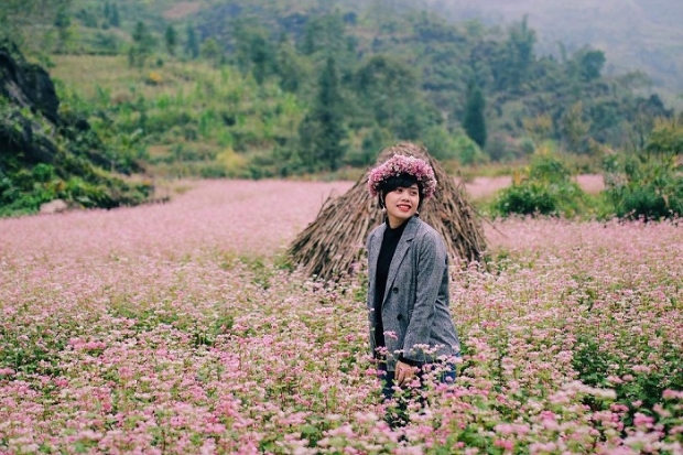 Review du lịch Hà Giang tự túc - Mùa hoa tam giác mạch.