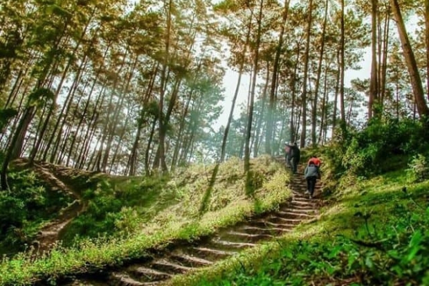 Review du lịch Hà Giang tự túc - Rừng thông Yên Minh.