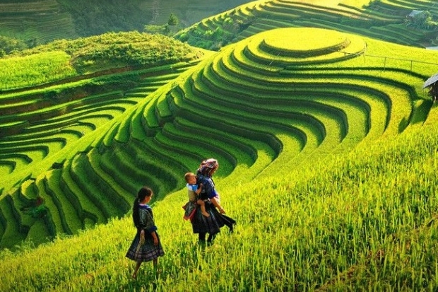 Review du lịch Hà Giang tự túc  - Ruộng bậc thang tại Hoàng Su Phì.