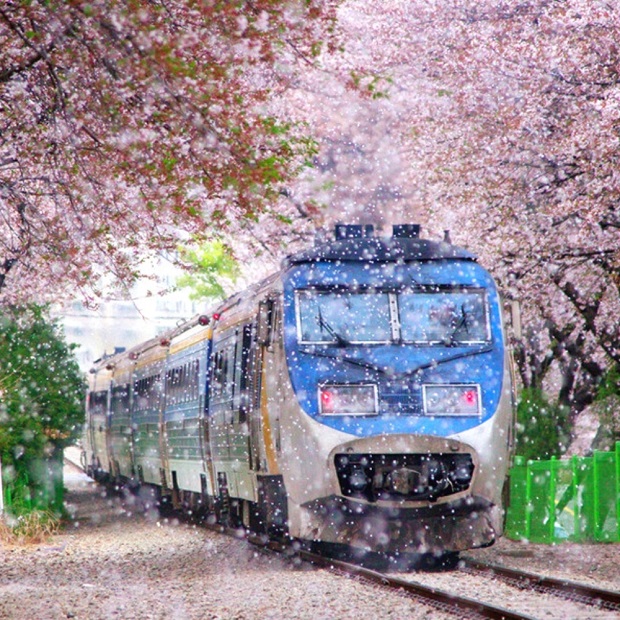 vé máy bay đi Hàn Quốc tháng 4