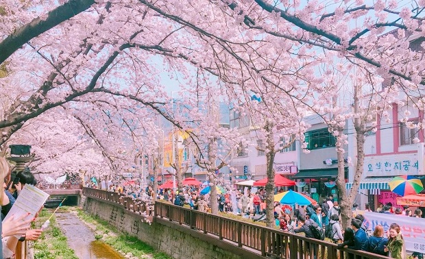 hoa anh đào Hàn Quốc