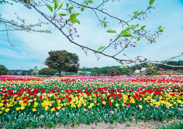 thời tiết Hàn Quốc tháng 4