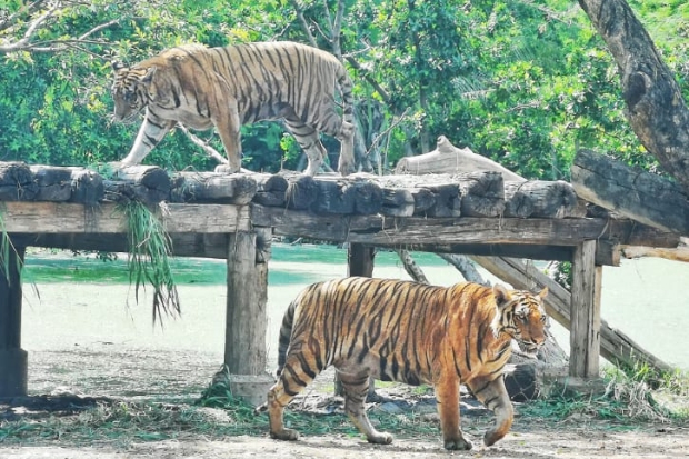 Trải nghiệm tại Thái Lan khi tham quan công viên